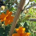 Thunbergia gregorii 'Mango'